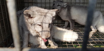 Obrońcy zwierząt uratowali srebrne lisy z hodowli pod Łodzią. Już nikt nie zrobi z nich futra!