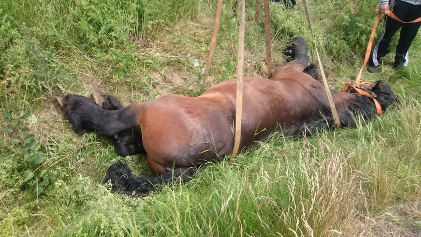 Dramatyczny wypadek na A4. Koń wypadł z przyczepki