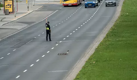 Nie rozglądają się na boki przed wejściem na ruchliwą jezdnię. Kierowcy muszą uważać