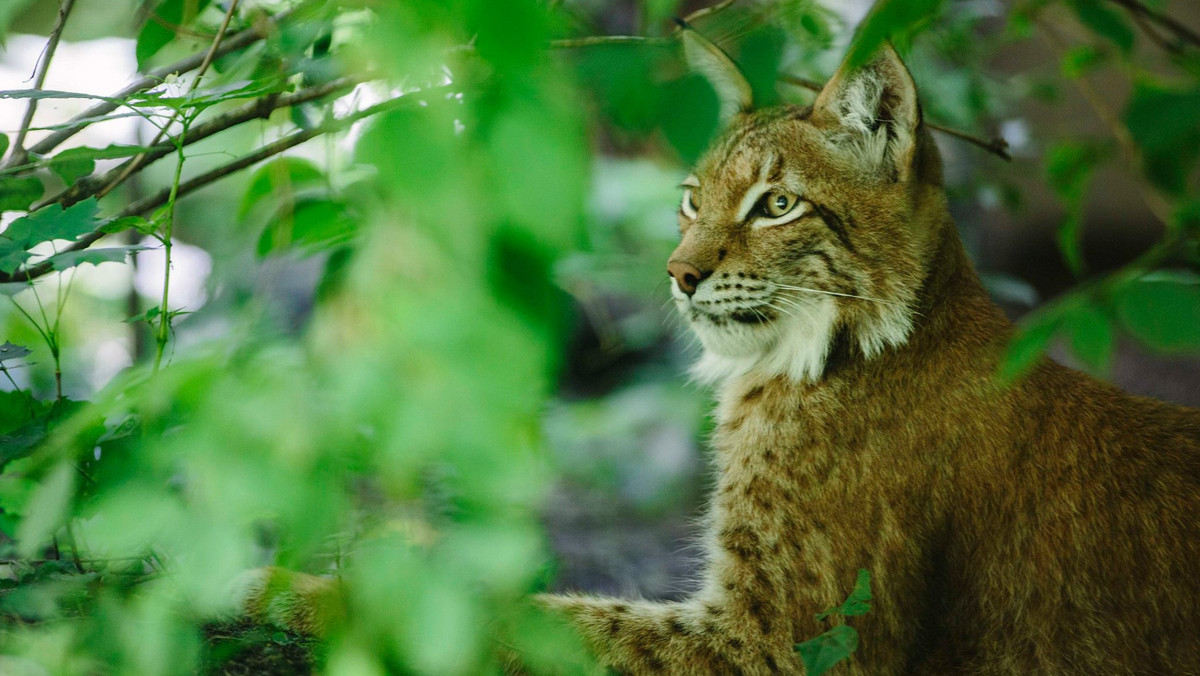 Gabryś - pierwszy ryś urodzony w łódzkim ZOO - w ciągu kilkunastu dni przeniesie się do ośrodka "Dzika zagroda" w Jabłonowie pod Wałczem na Pomorzu. Będzie miał wyjątkowo ambitne zadanie. Wspólnie z partnerką z Niemiec spróbują odnowić populację rysia nizinnego.