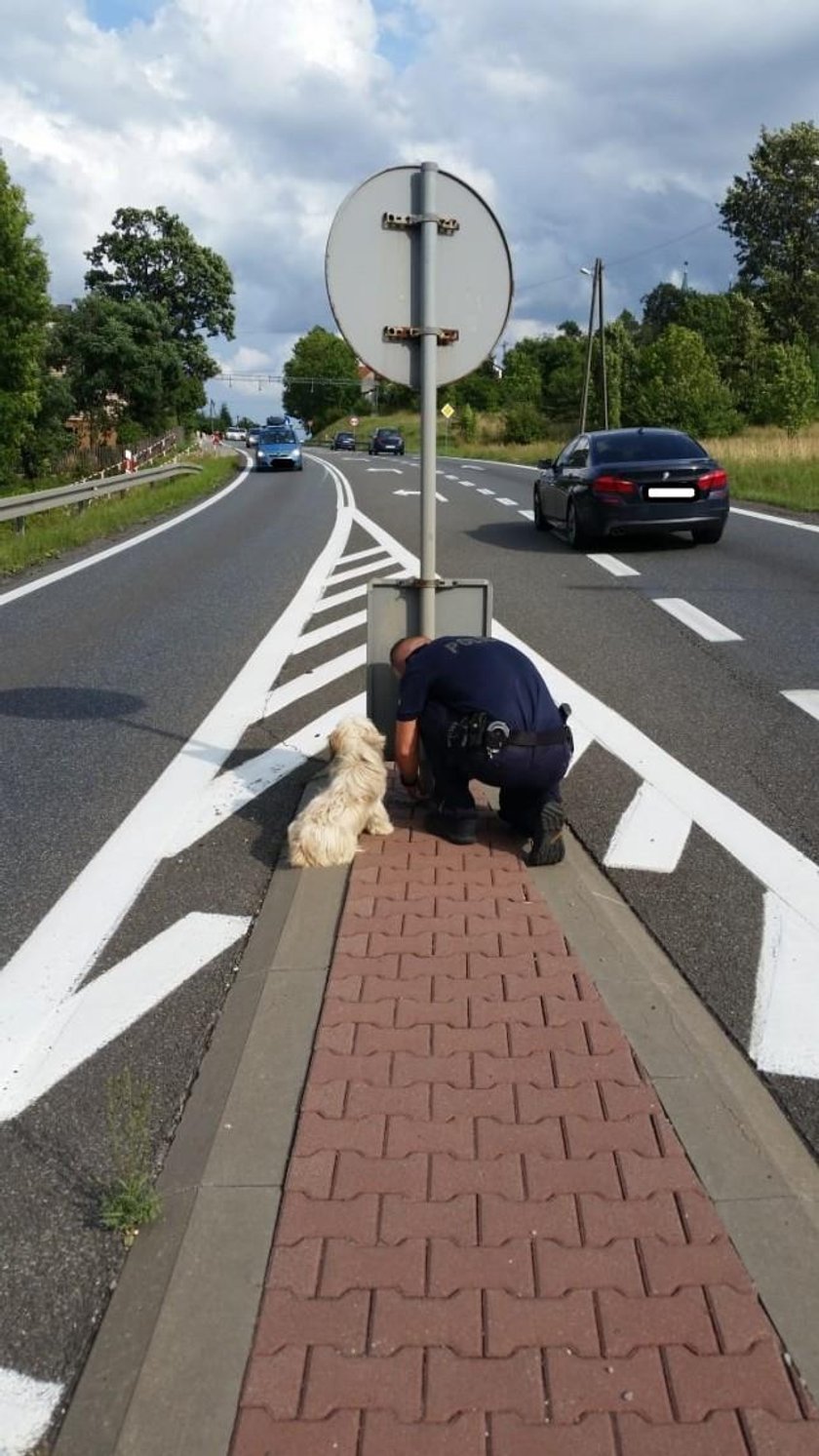 Co za potwór! Przywiązał psa do słupa na środku drogi