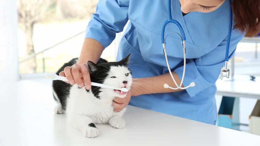 macska cica társállat kisállatok egészsége állatorvos
