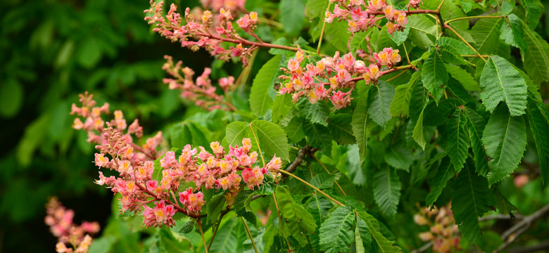 Kasztanowiec czerwony - parkowe drzewo o intensywnie czerwonych kwiatach. Doskonale prezentuje się wzdłuż ogrodowych alejek