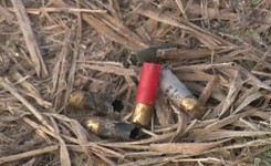 Włosi zastrzelili kilkaset ptaków nad Zalewem Wiślanym. Ornitolodzy: Doszło do rzezi [WIDEO]