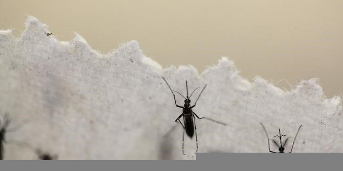 Texas reports the first case of Zika that likely came from local mosquitoes