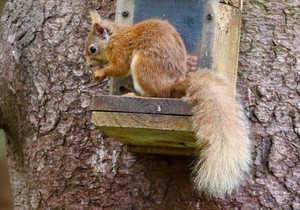 Narandžasta veverica može da se vidi na nekoliko lokacija u Kumbriji | Foto: HW Slack