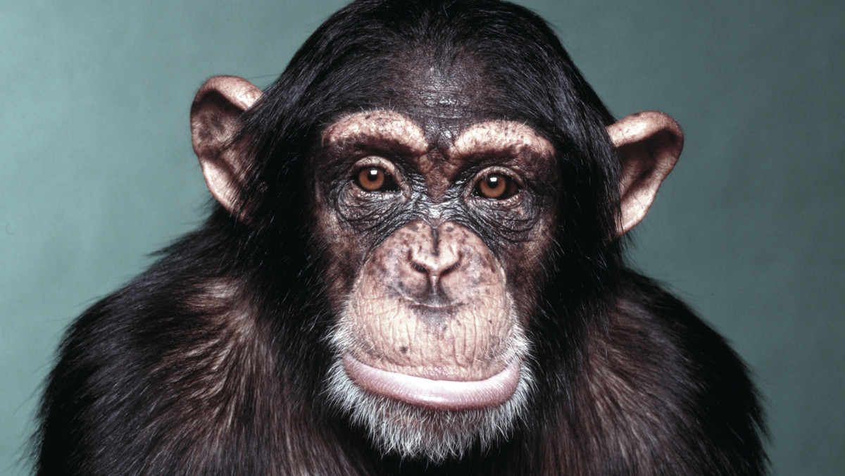 Można odczytać emocje psa lub kota, ale prawdziwa rozmowa jest możliwa tylko z szympansem - opowiada amerykańska badaczka Deborah Fouts. Z rozczuleniem wspomina swoją pierwszą podopieczną, Washoe, małpę, która odmieniła życie całej jej rodziny.