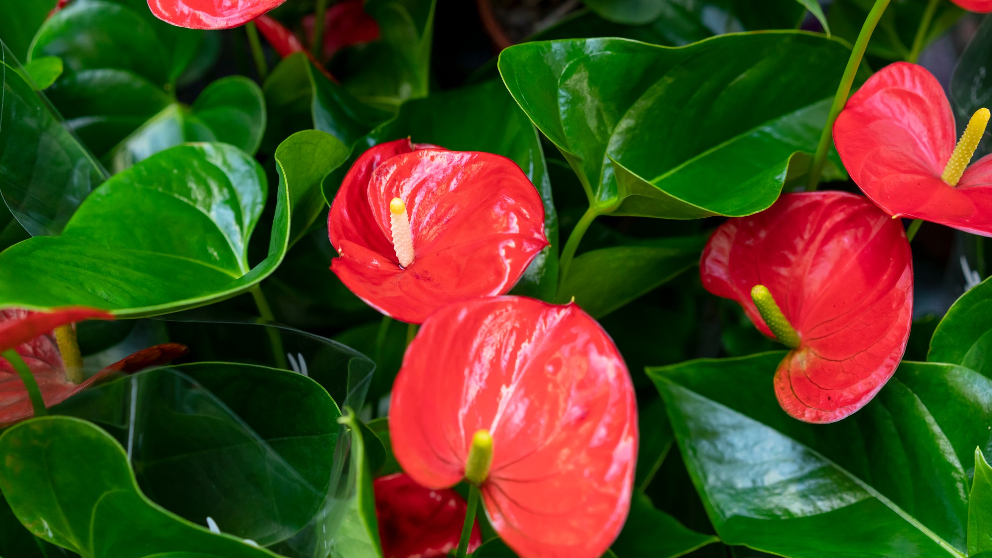 Antúria je ozdobou každého interiéru, no v zime potrebuje viac pozornosti a správne hnojivo.