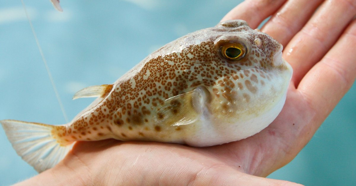 fugu-rozdymka-japo-ski-przysmak-przepis-przyrz-dzanie-dzia-anie