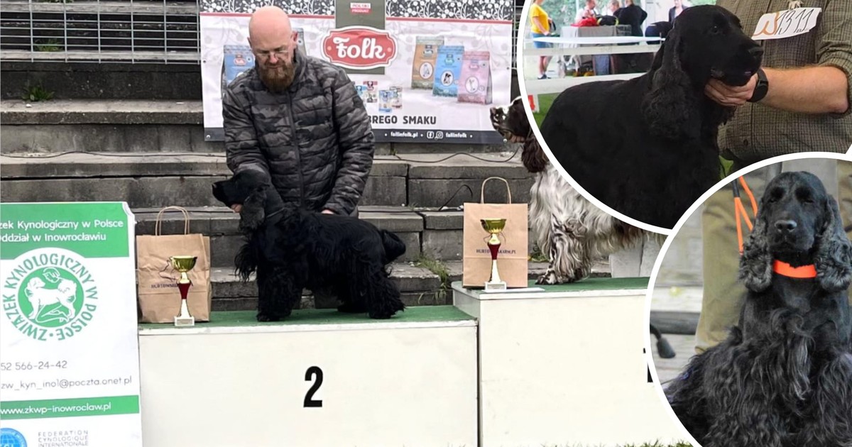 Wystawy psów bez tajemnic. Hodowca z 25-letnim stażem zdradza, jak jest naprawdę