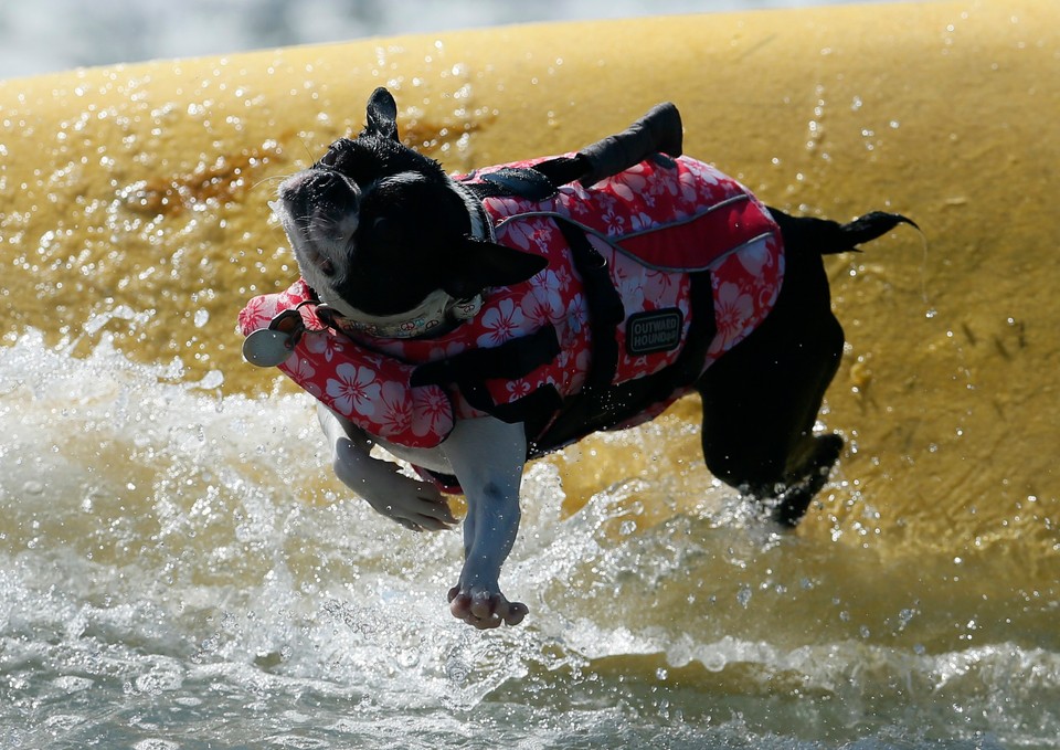 Takich surferów jeszcze nie widzieliście!