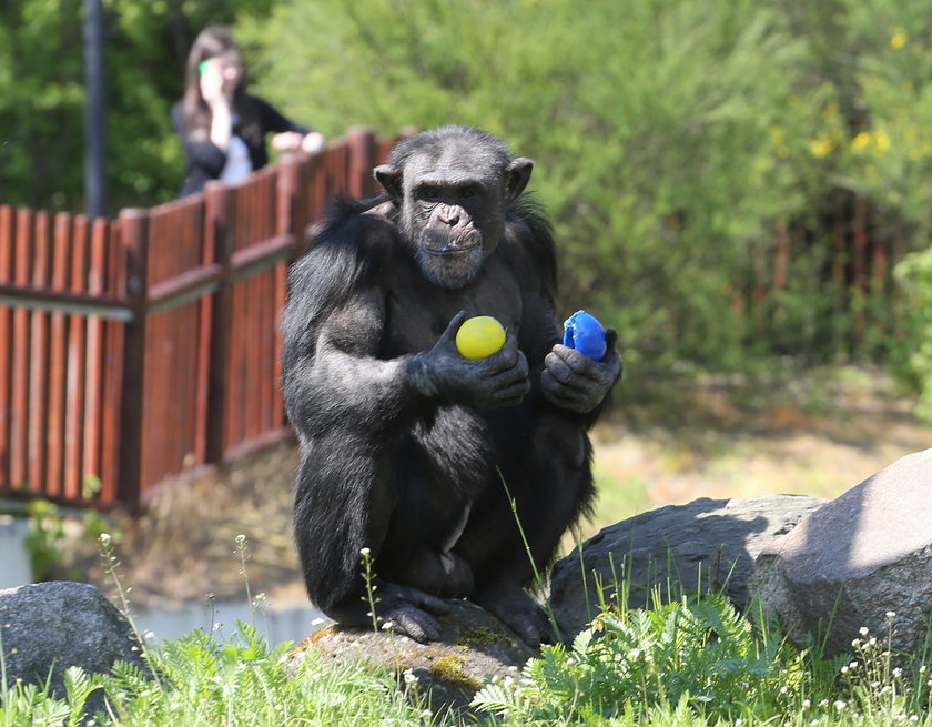 Przynieś zabawki dla zwierząt w ZOO