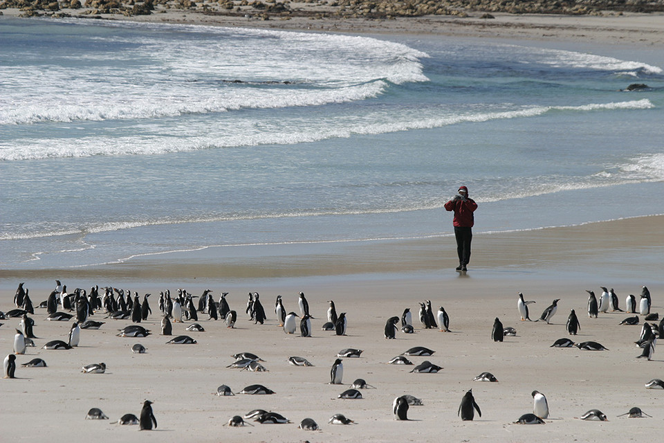 Pingwiny na Pebble Island