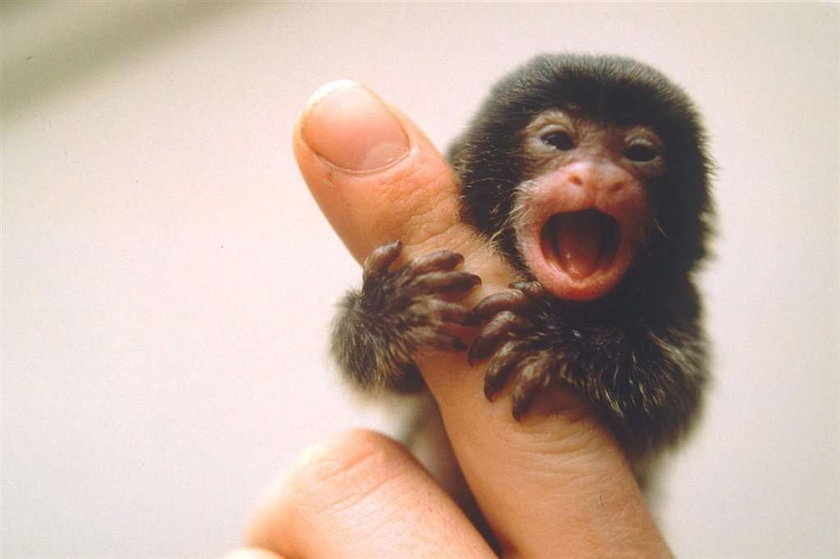 Najmniejsza małpka świata