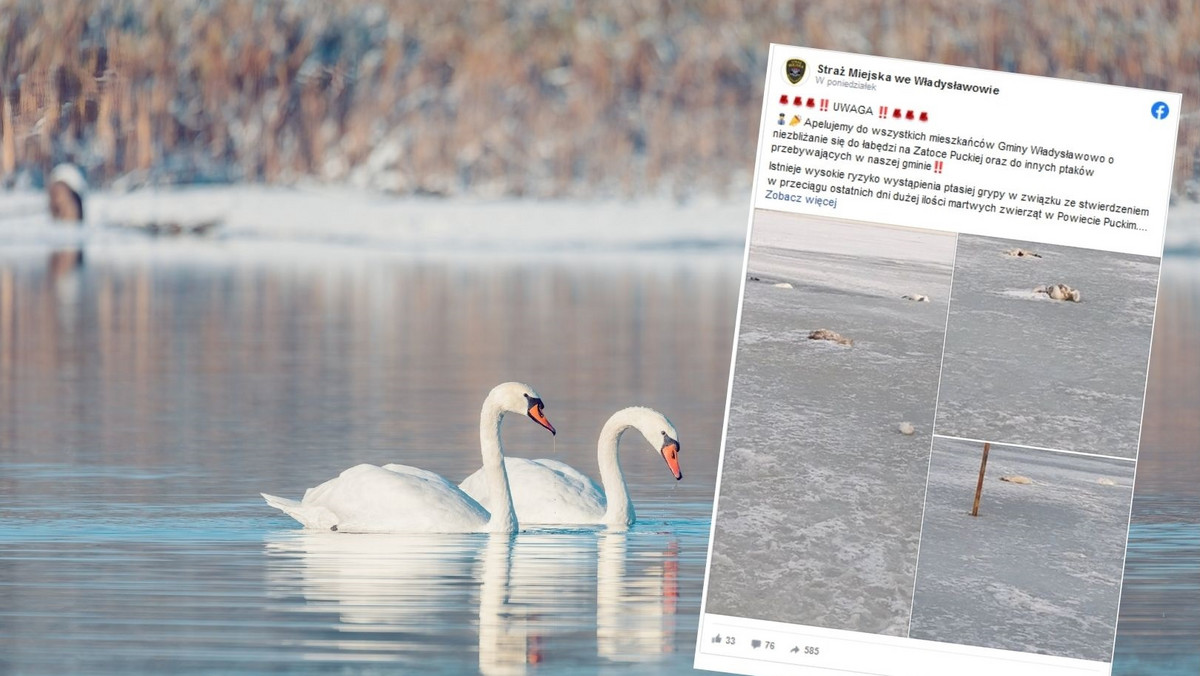 W rejonie miejscowości Swarzewo znaleziono trzy martwe łabędzie. Badania potwierdziły, że przyczyną śmierci była ptasia grypa. Dziś rano odbył się sztab kryzysowy z udziałem kilku okolicznych gmin, a Powiatowy Lekarz Weterynarii w Pucku wydał ważne dla mieszkańców rozporządzenie.