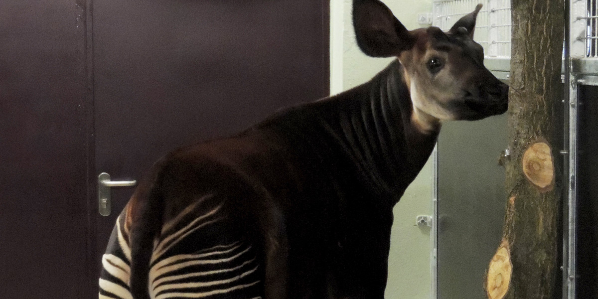 Okapi zoo wrocław