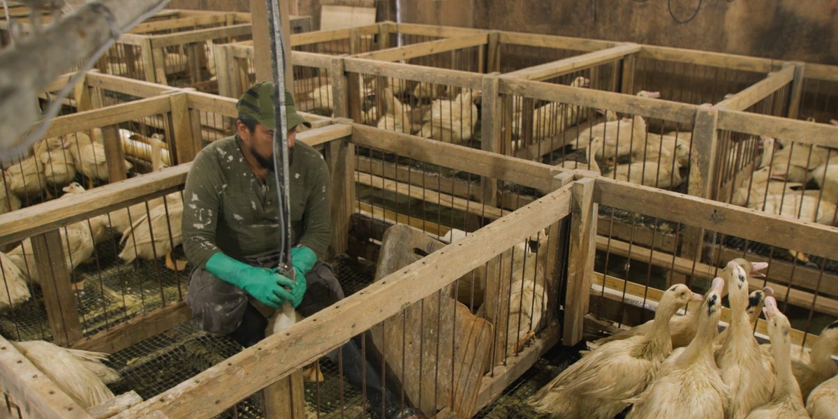 Foie gras dosłownie oznacza "tłustą wątrobę"