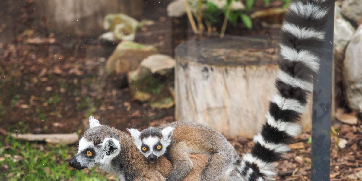 Można znów zwiedzać zoo