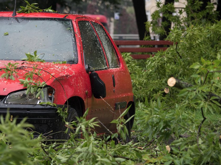 Powalone drzewo zniszczyło samochód na ul. Targowej w Łodzi