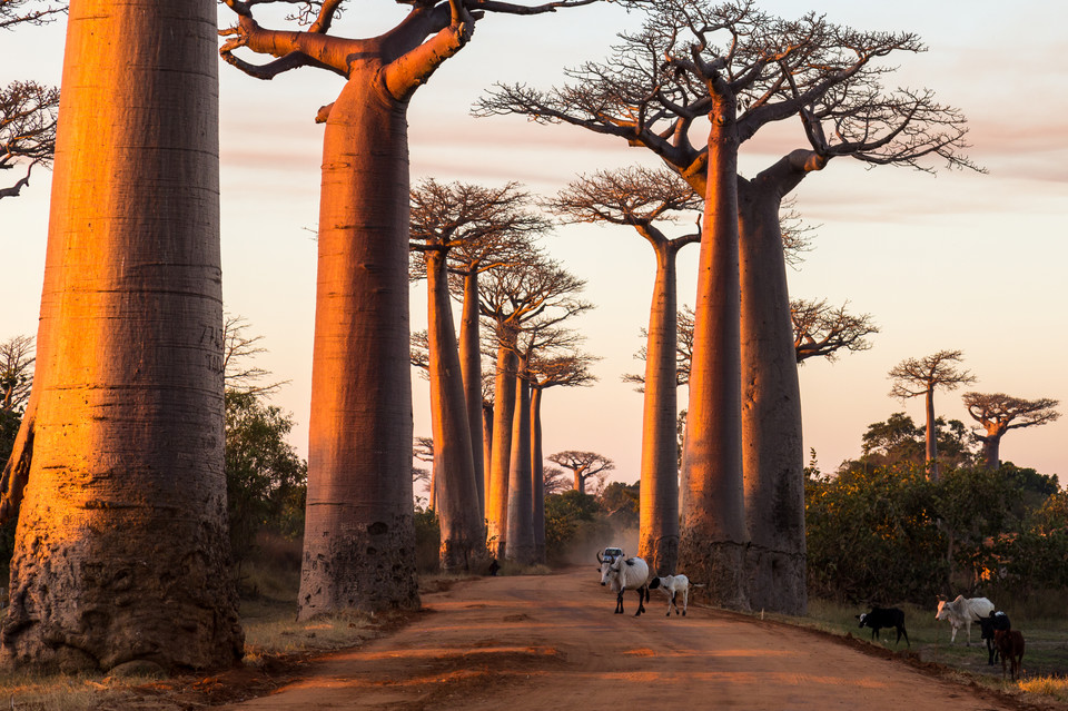 Baobab