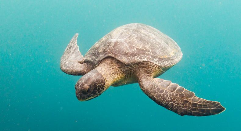 Sea turtle (image used for illustrative purpose) [AP]