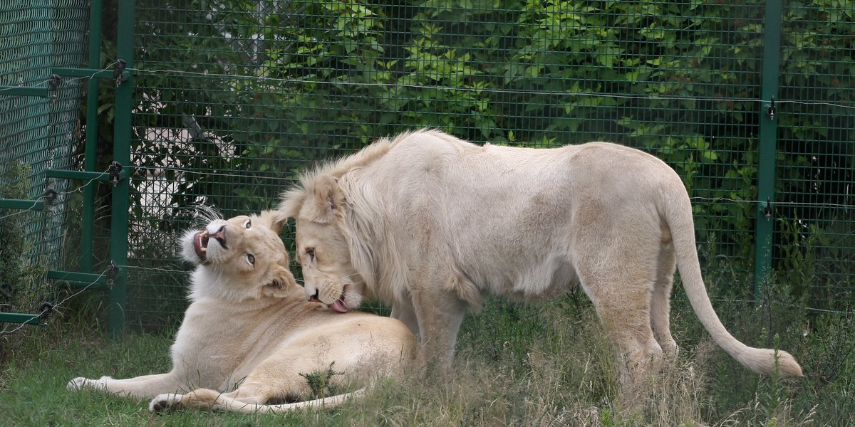 Białe lwy w zoo Safari Świerkocin