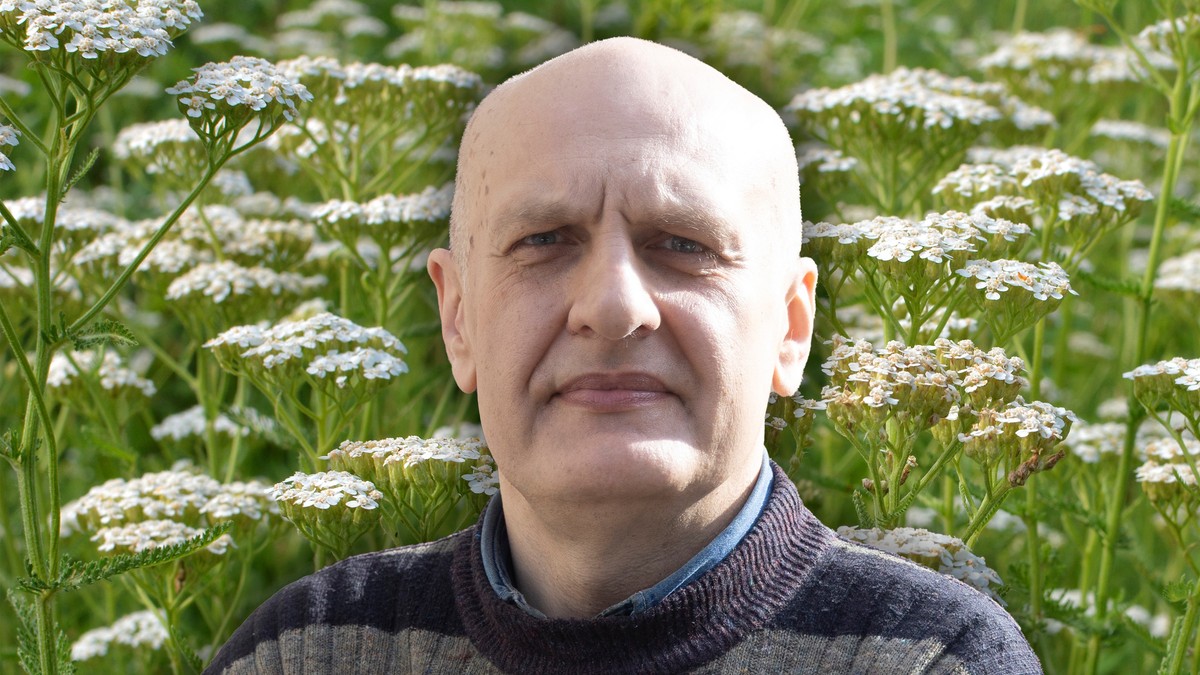 Hajdučka trava je ključna biljka domaće narodne medicine, poznata po širokoj primeni