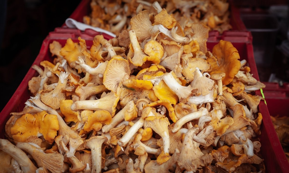 Nawet do 100 zł za kilogram. Uwielbiane grzyby w tym roku kosztują krocie