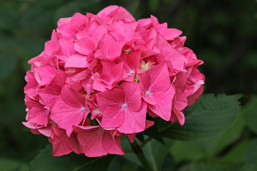 Hydrangea macrophylla - fot WolfBlur/pixabay.com