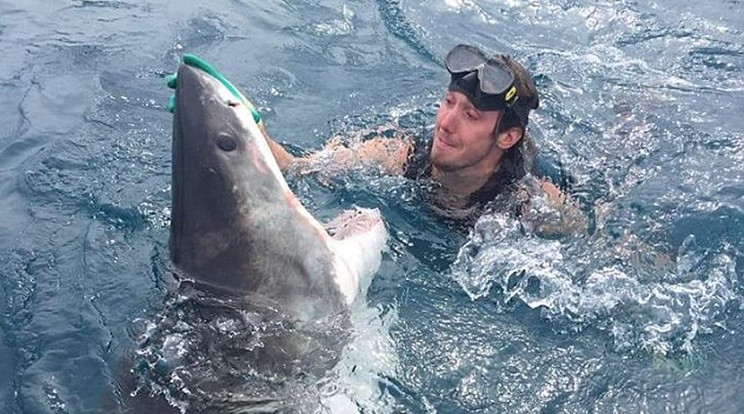 A tapasztalt búvárok tudják, 
a cápa orrában található idegvégződéseket nyomva akár le 
is bénítható az állat/Fotó:Facebook