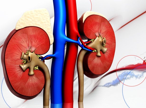 Przypominamy sobie o nich za późno... Co trzeba wiedzieć o nerkach?