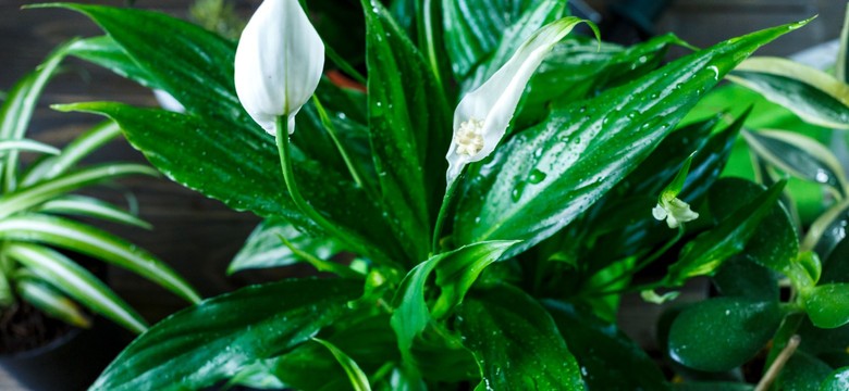 Wlewam 1 szklankę tego, a żółknący skrzydłokwiat ekspresowo odzyskuje piękny zielony kolor i rośnie szybciej niż kiedykolwiek. W kilka dni wygląda jak z kwiaciarni