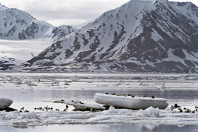 Galeria Wystawa polarnej fotografii przyrodniczej "Ptaki Spitsbergenu", obrazek 32