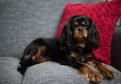 1. Psy do mieszkania w bloku - najlepsze rasy:
Cavalier king charles spaniel