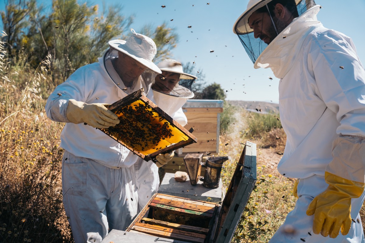Jak pszczoły chłodzą ul?