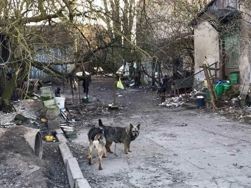 Dramat tych zwierząt trwał kilka miesięcy