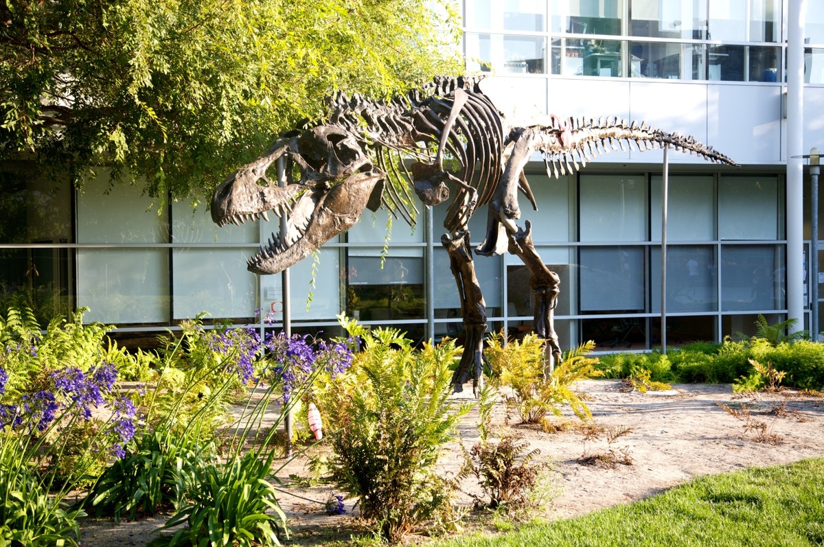 Replika Tyranozaura (zwanego "Stan") w głównej siedzibie Google w Mountain View, USA.