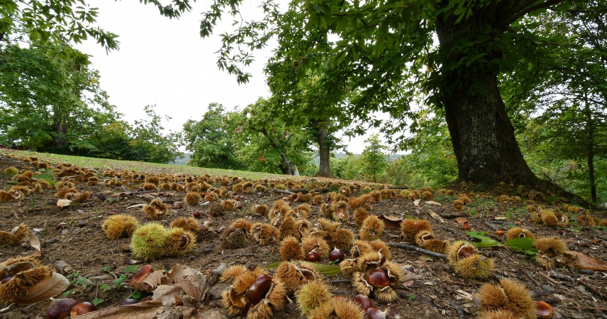 Pieniądze spadają z drzewa? Tyle można zarobić na kasztanach