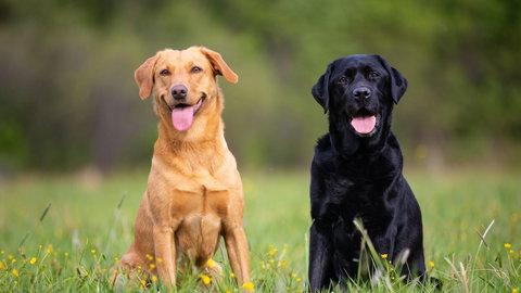 Co warto wiedzieć o labradorach?