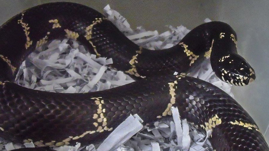 Lancetogłów królewski to efektownie wyglądający wąż, który jest prosty w utrzymaniu w niewoli. Cechy te powodują, że zwierząt tych w prywatnych rękach jest naprawdę dużo