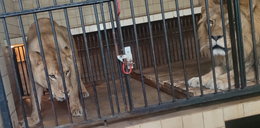 Straszne sceny w stolicy! Szaleniec wjechał do zoo, rzucił się na klatkę z lwami