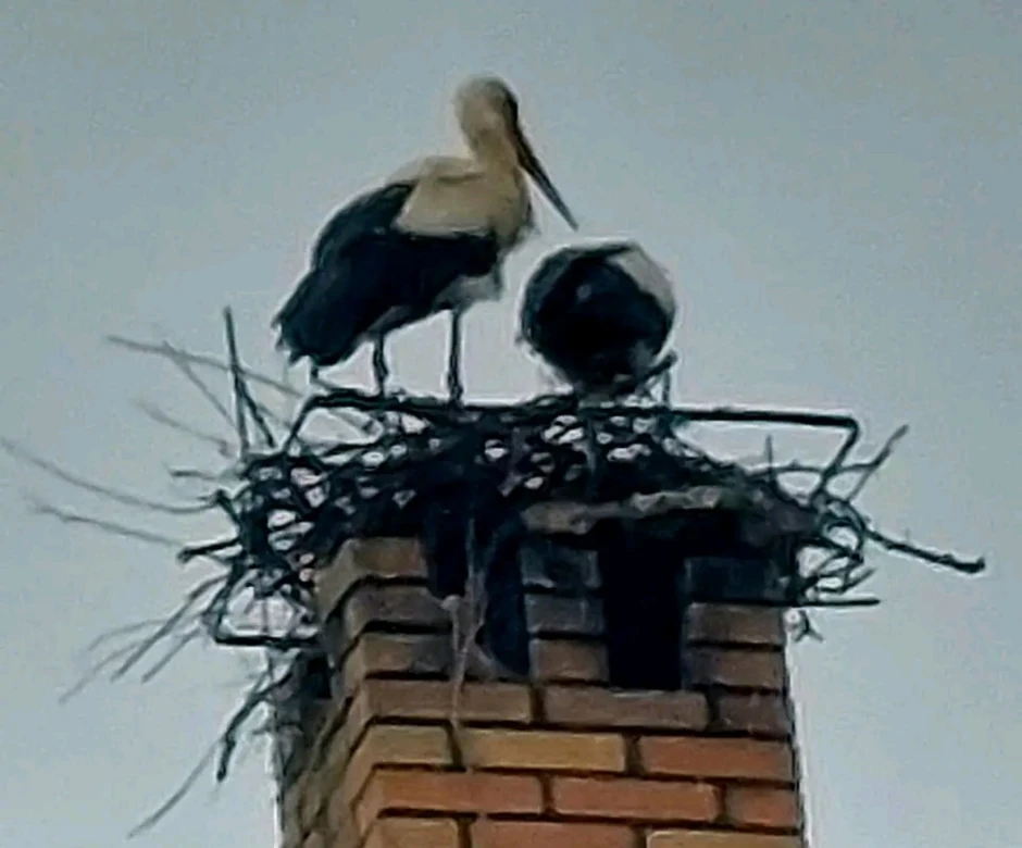 Gnezdo u kojem je na svet došao Sava pre oluje