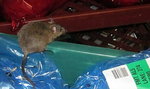 Groza! Mysz w kurczaku z supermarketu