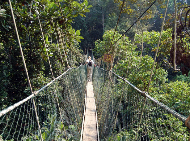 Taman Negara w Malezji - najstarszy las deszczowy