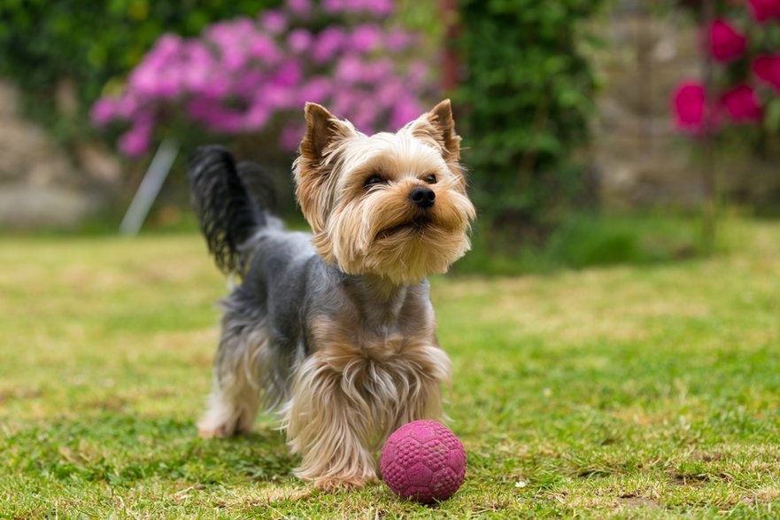 Yorkshire terrier