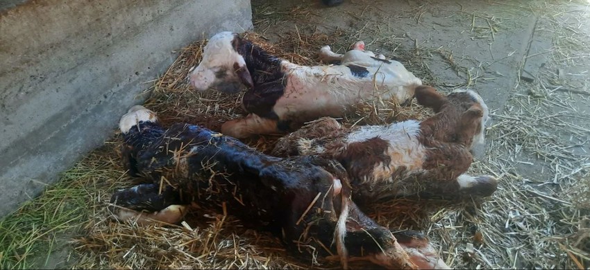 Krava otelila trojke