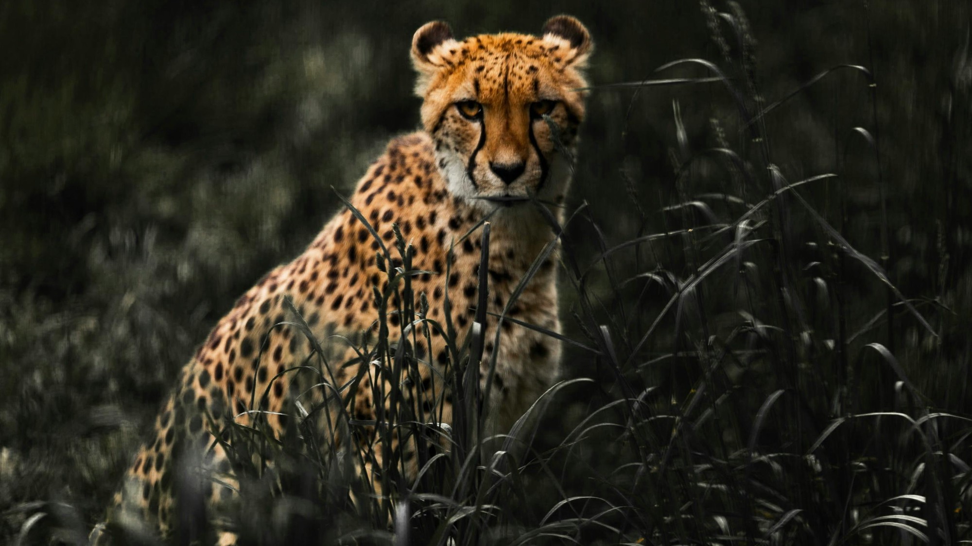 Majestátny gepard – najrýchlejšie zviera.
