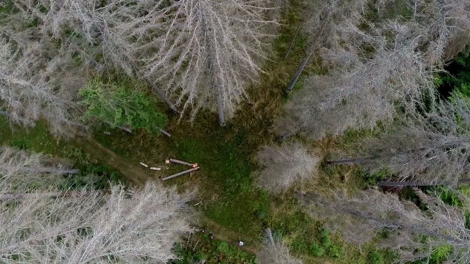 Martwe drzewa przy drodze w Puszczy Białowieskiej