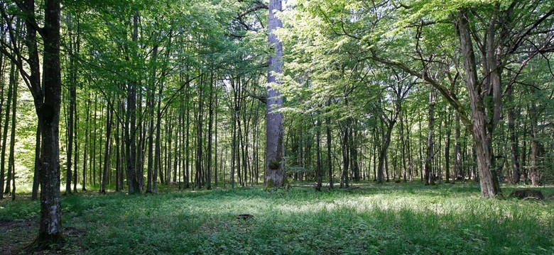 Raport UNESCO ws. Puszczy Białowieskiej będzie krytyczny?