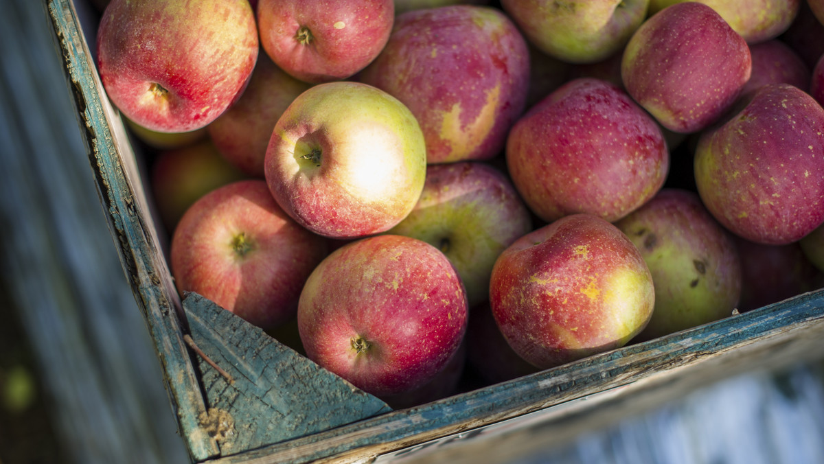 W tym roku pogoda sprzyjała uprawie jabłoni i sadownicy liczą na wysokie plony. W sprzedaży pojawiła się już pierwsza wczesna odmiana jabłek Geneva.